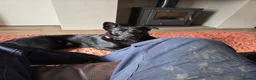 Mixed Breed dogs for sale: Miles, 10 month old labrador/German Shepherd mix  - Advert 4