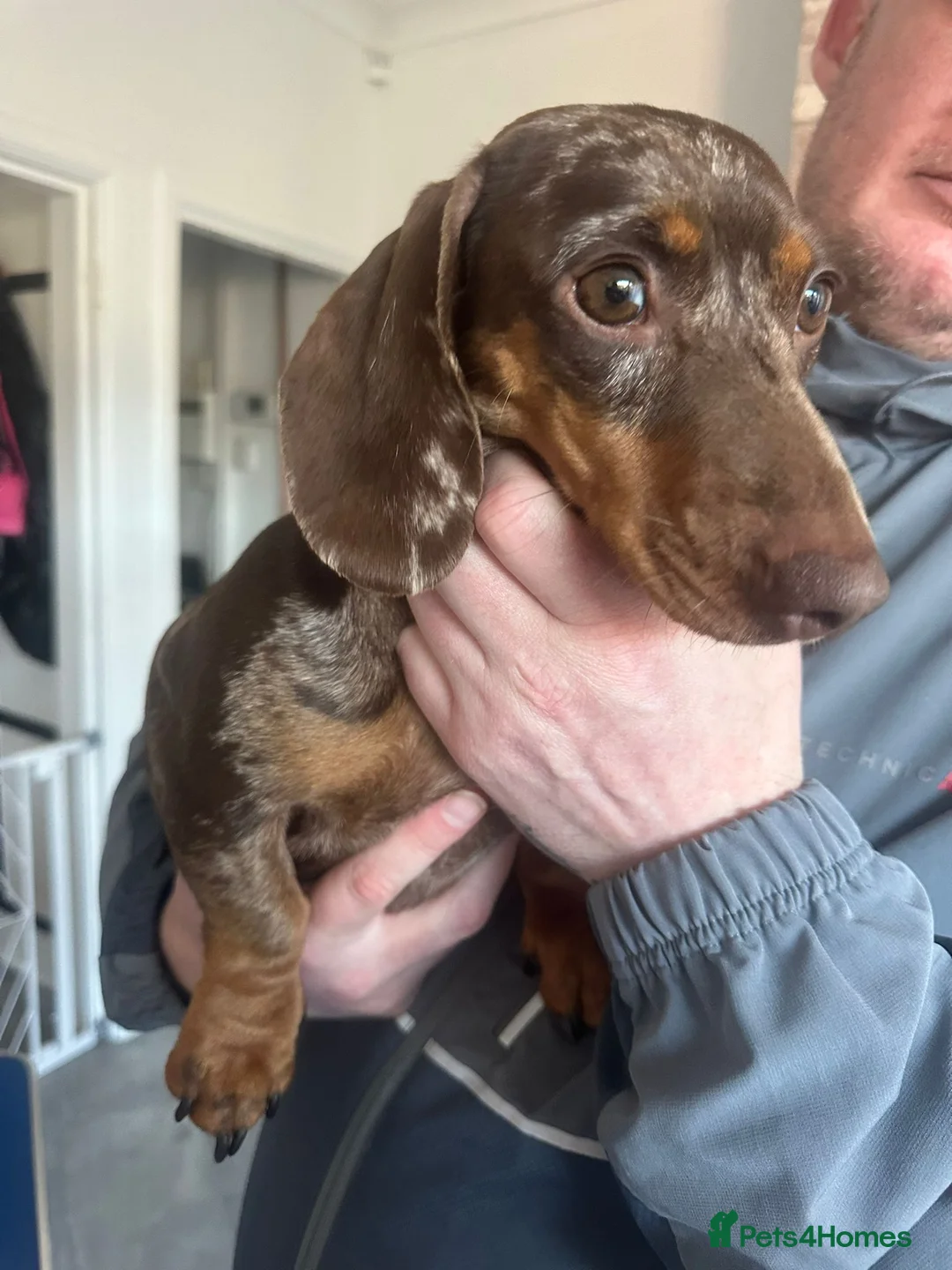 Miniature Dachshund dogs for sale: Chocolate dapple female - Advert 3