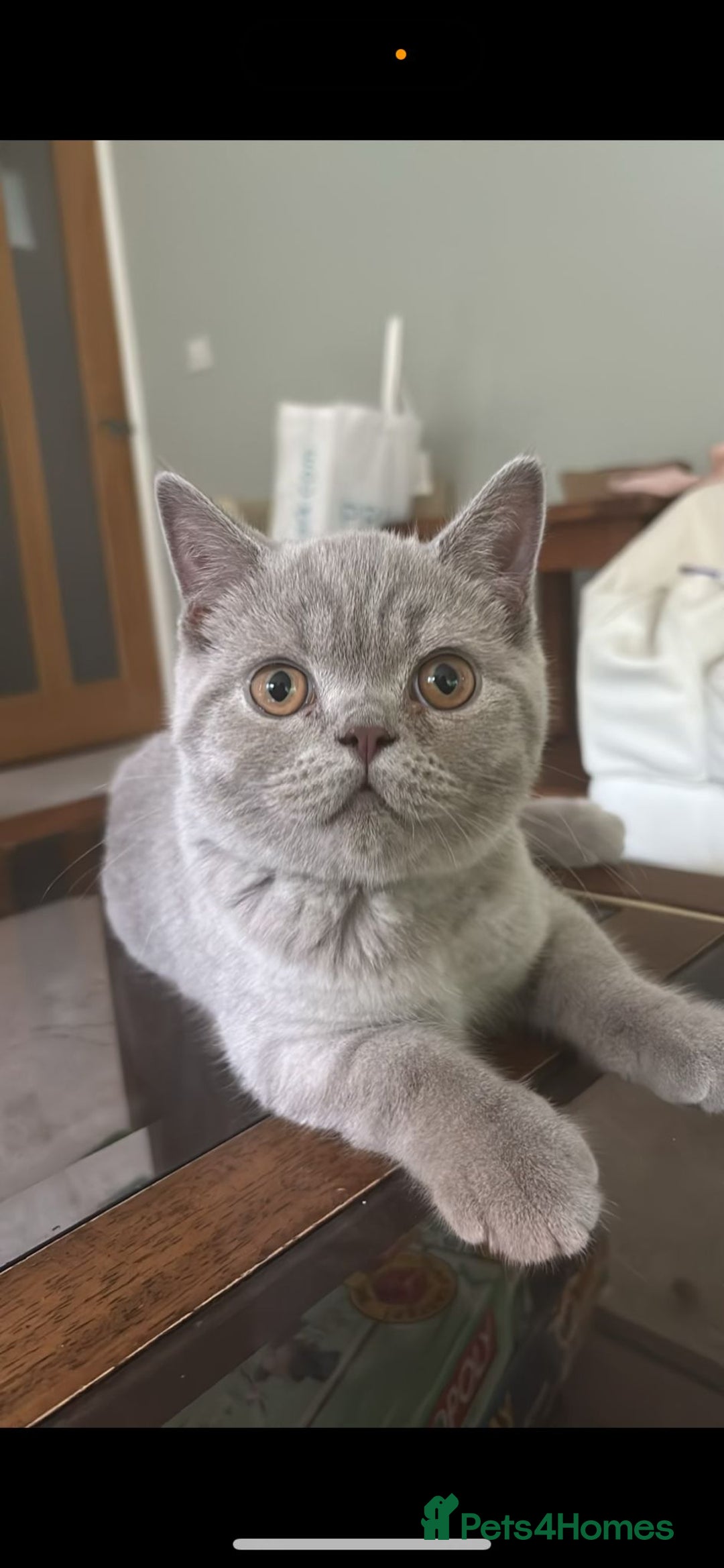 British Shorthair cats for sale: British Shorthair Male - Advert 3