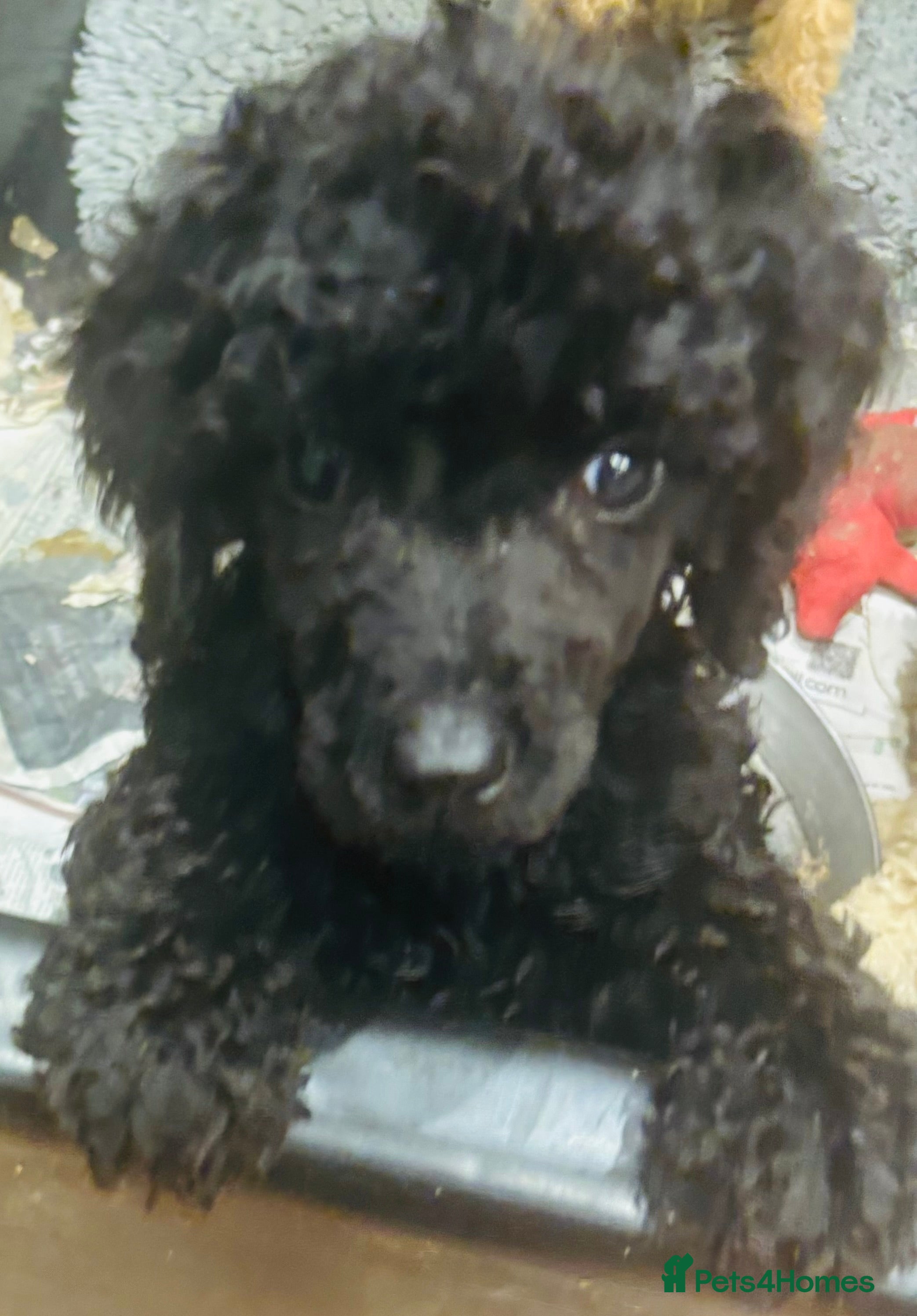 Standard Poodle dogs KC REG STANDARD POODLES - Advert 5