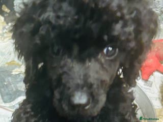 Standard Poodle dogs KC REG STANDARD POODLES - Advert 5