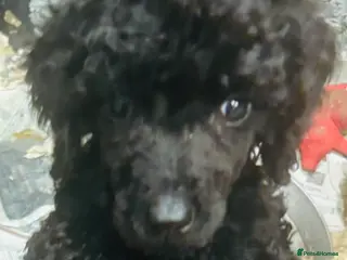 Standard Poodle dogs KC REG STANDARD POODLES - Advert 6