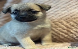 Mixed Breed dogs for sale: stunning puggapom ⭐️Ready to leave - Image 1