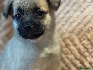 Mixed Breed dogs for sale - Advert 1