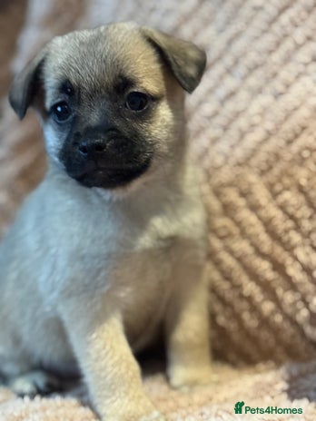 Mixed Breed dogs - Advert 5