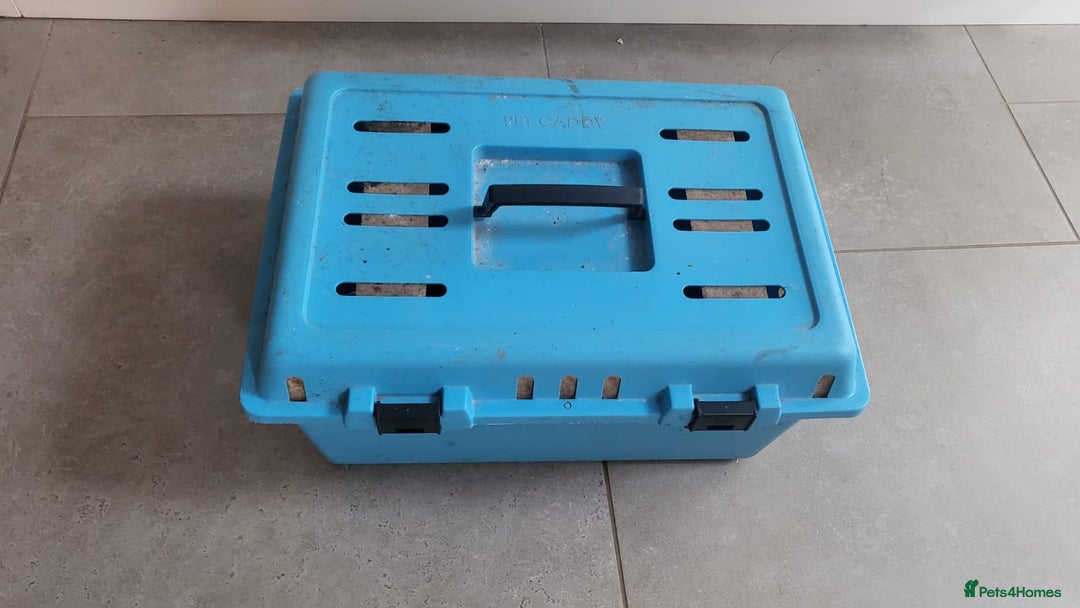 Corn Snake reptiles for sale: Lovely Corn Snake with Vivarium & furnishings - Advert 10