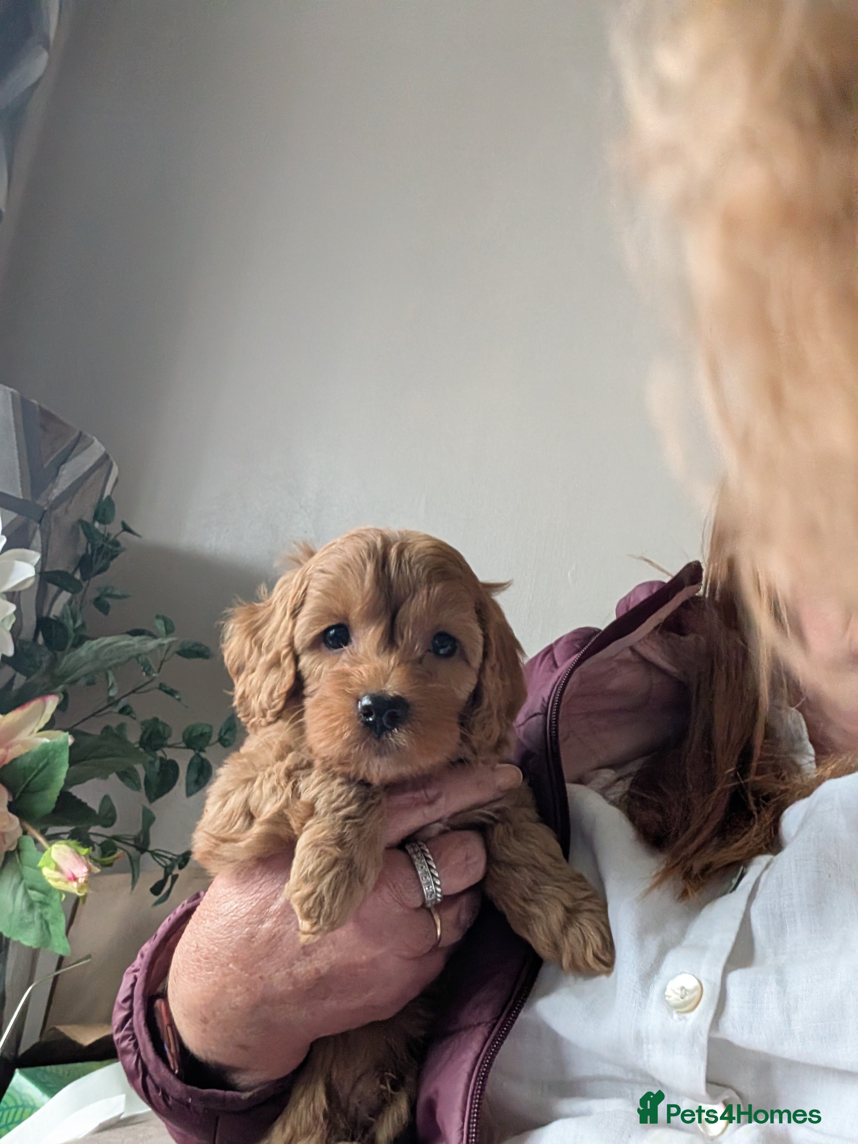 Cockapoo dogs for sale: cockerpoo for sale  - Advert 1