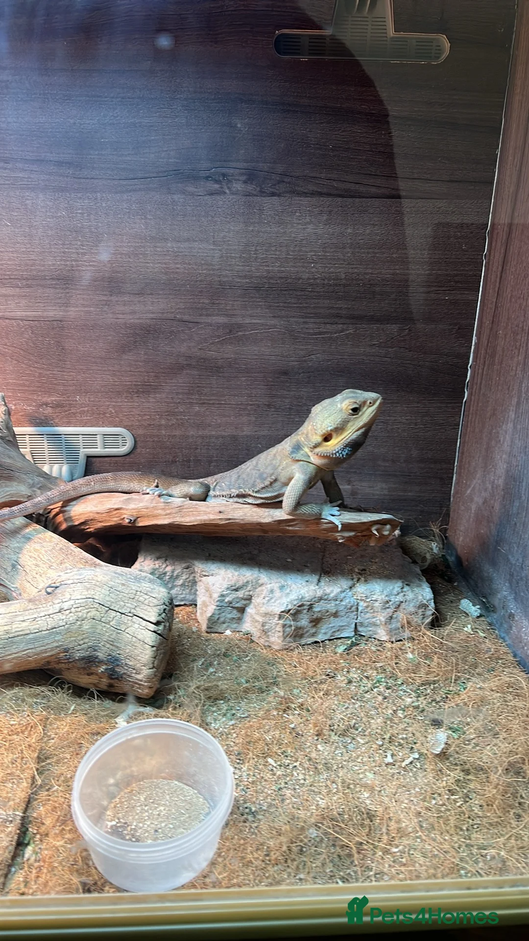 Bearded Dragon reptiles for sale: Virgil bearded dragon - Advert 1