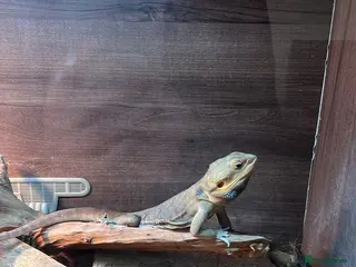 Bearded Dragon reptiles Virgil bearded dragon - Advert 1