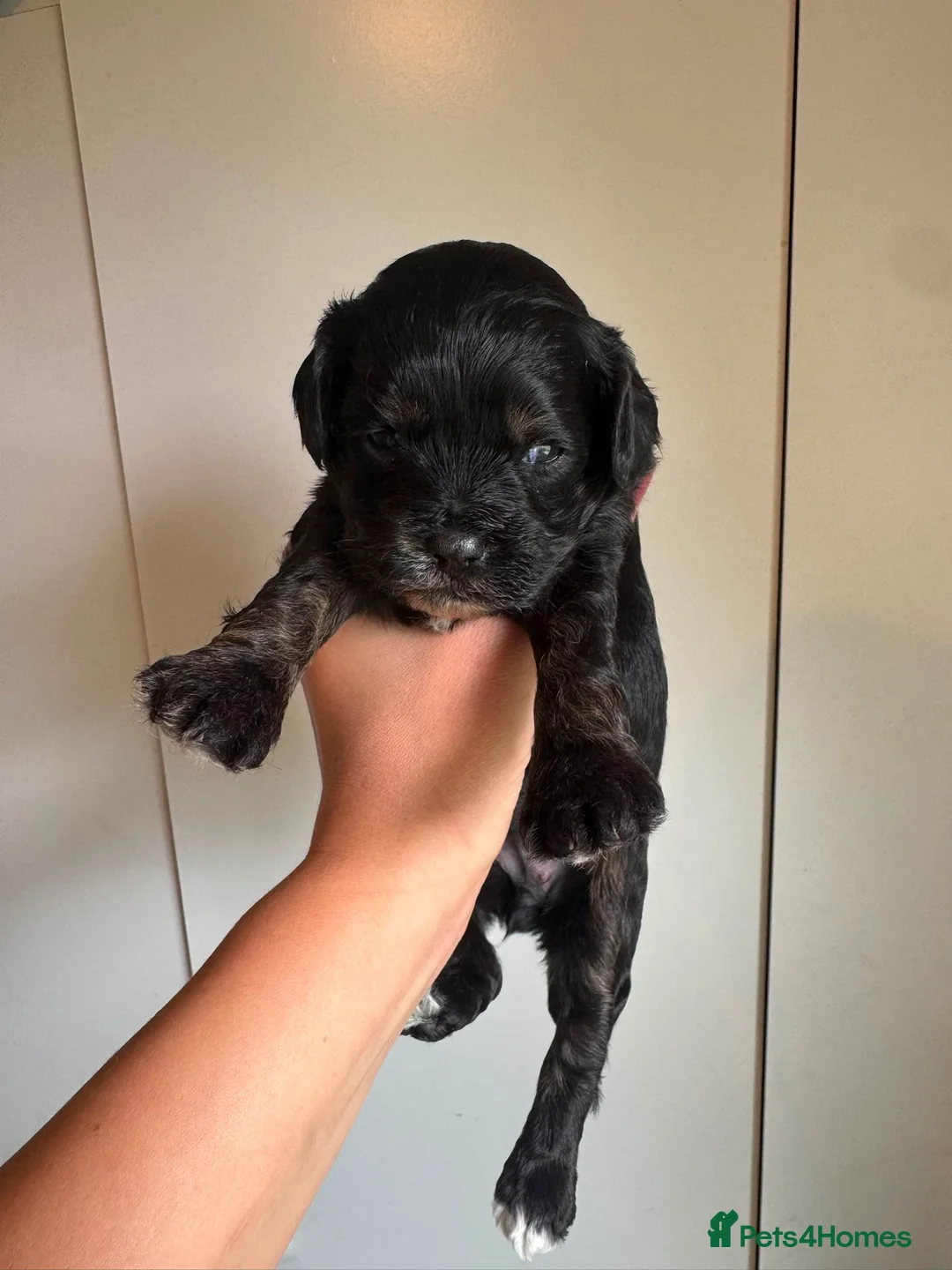 Cavapoo dogs for sale: Amazing Black and Tan Cavapoo’s 💙❤️ - Advert 8