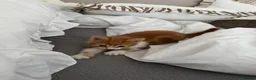 Mixed Breed cats for sale: Ginger cat male £150 in Rotherham - Advert 4
