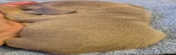 Miniature Dachshund dogs for sale: Miniature Dachshunds unusual colour ready 2nd Sept - Advert 9