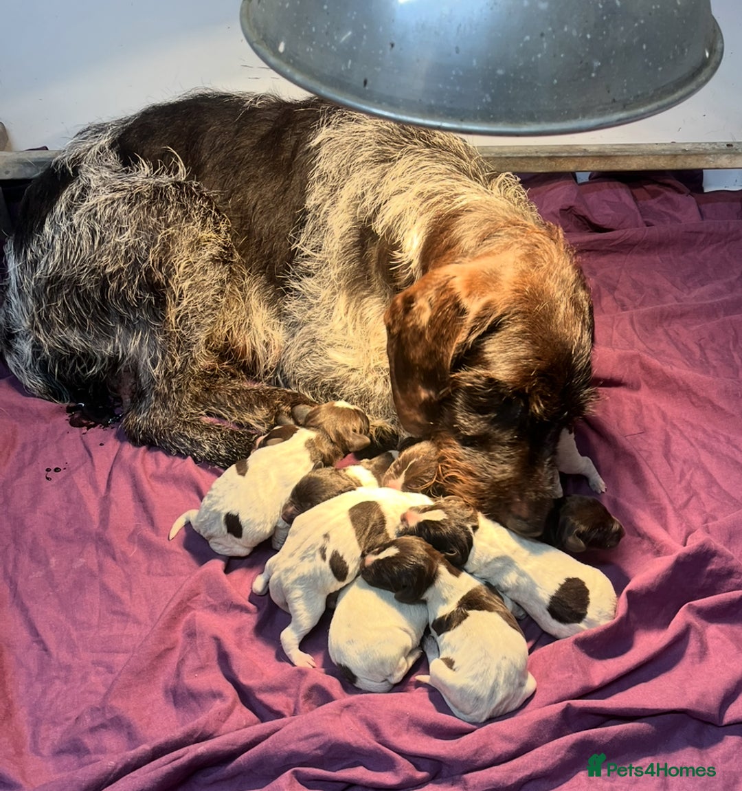 German Wirehaired Pointer dogs for sale: Gorgeous GWP Puppies  - Advert 6