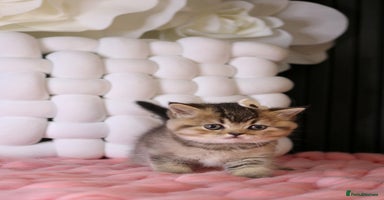 British Shorthair cats - Advert 6
