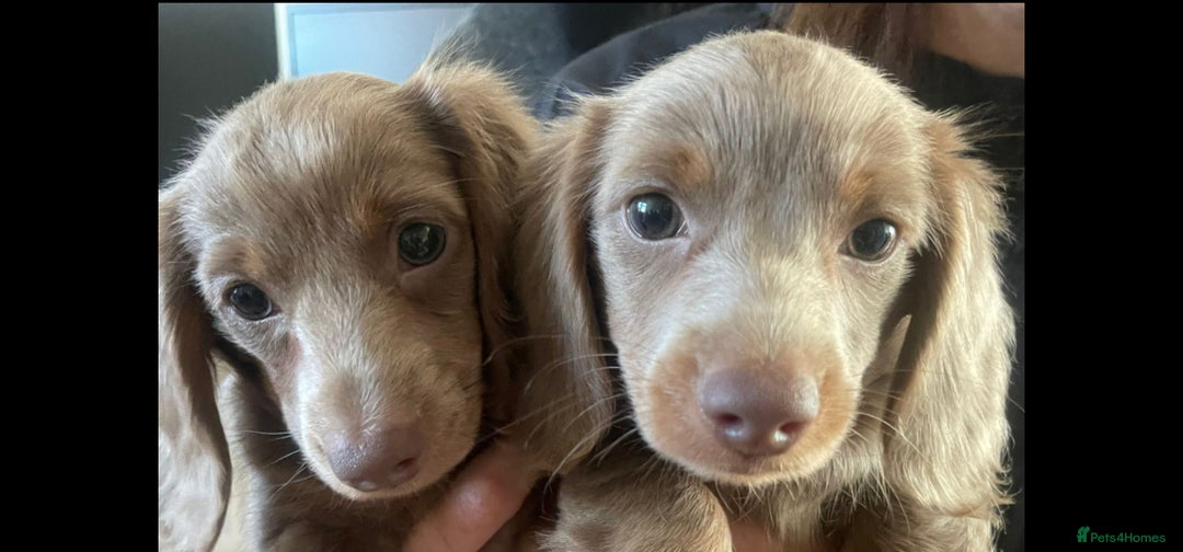 Miniature Dachshund dogs for sale: Isabella & Tan Long Haired Miniature Dachshunds - Advert 4