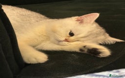 British Shorthair cats for sale: Silver shorthair girl with green eyes  - Image 6