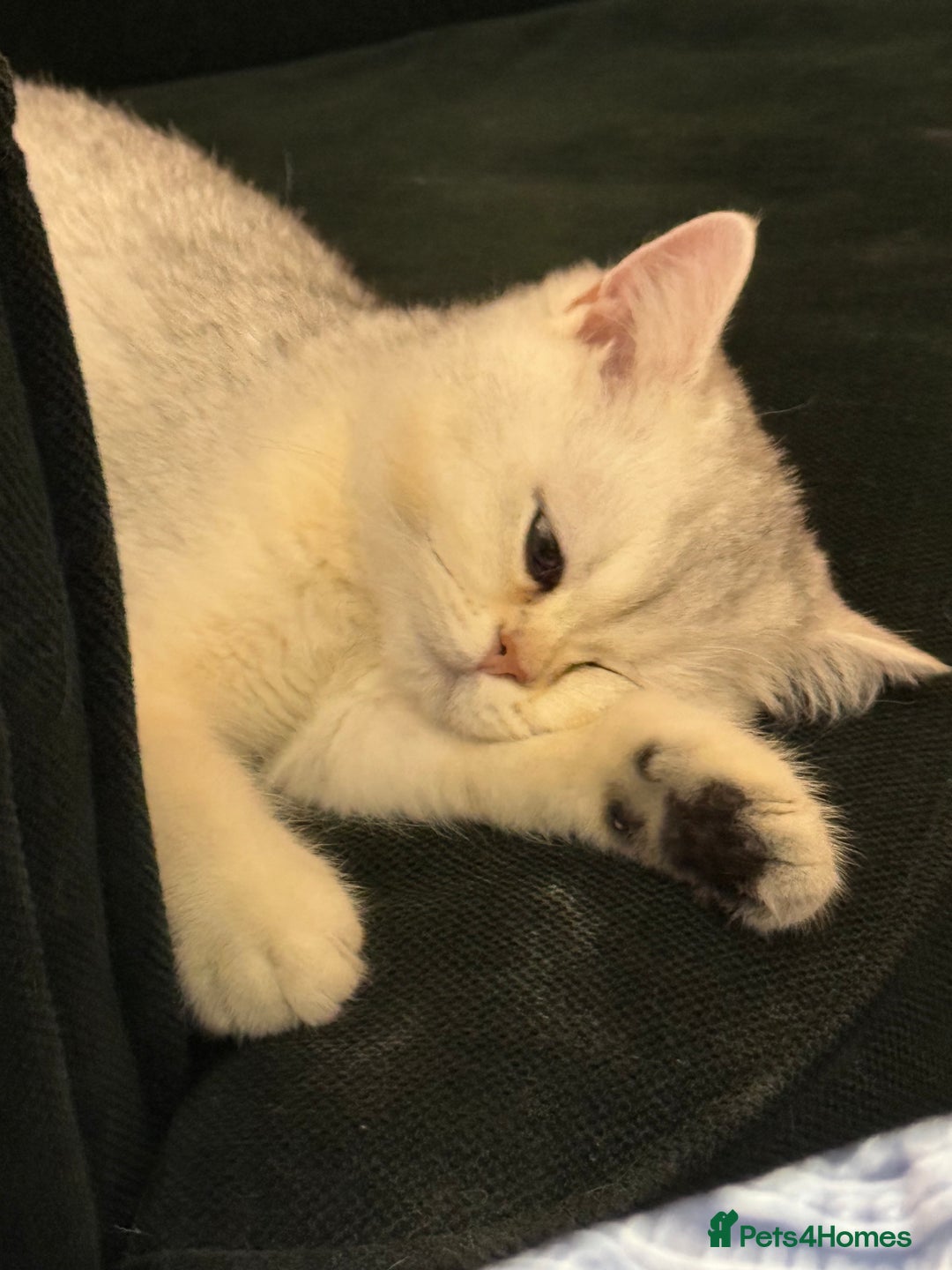 British Shorthair cats for sale: Silver shorthair girl with green eyes  - Image 6