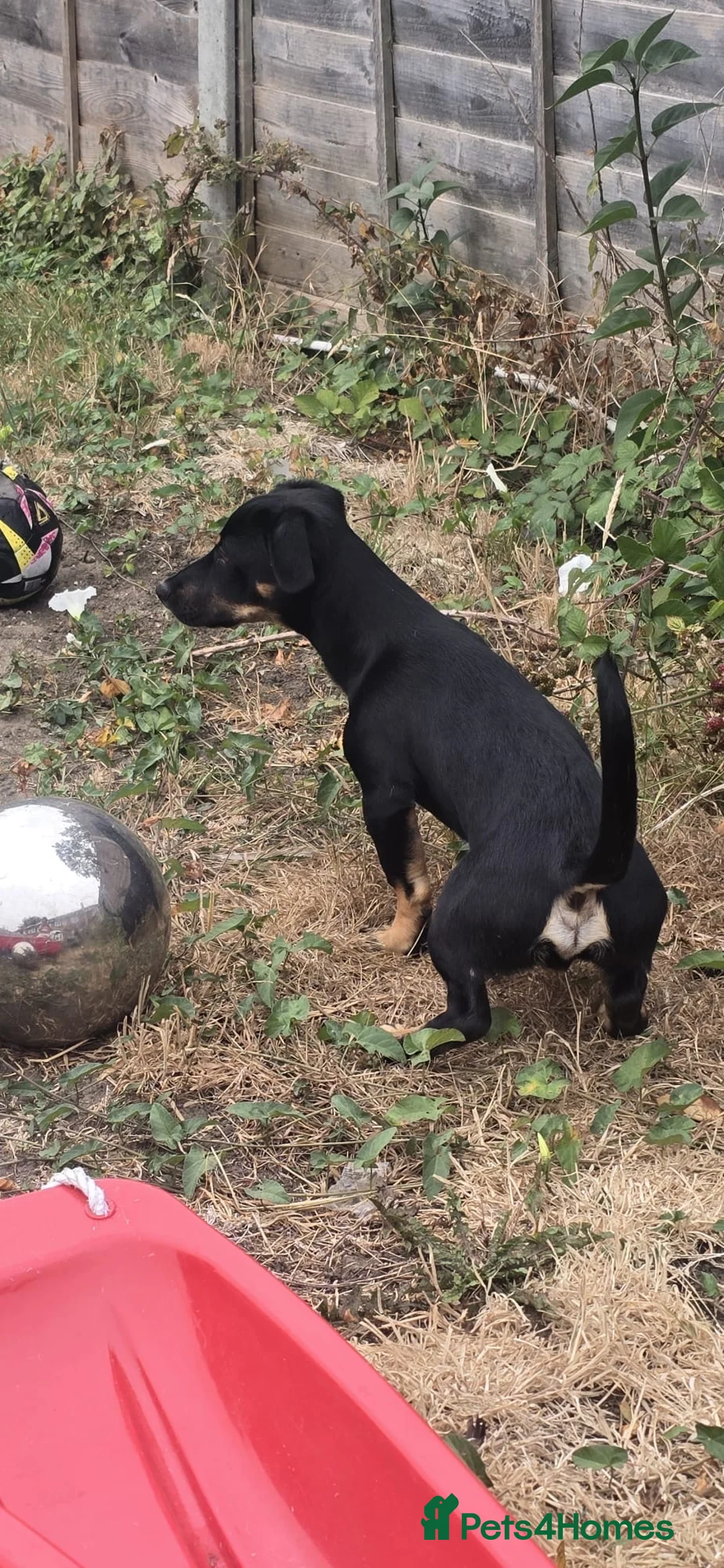Mixed Breed dogs for adoption: Binou 💙 in Dorchester - Advert 6