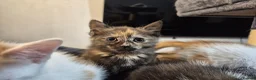 Mixed Breed cats for sale: 5 Gorgeous kittens for sale in Bedford - Advert 7