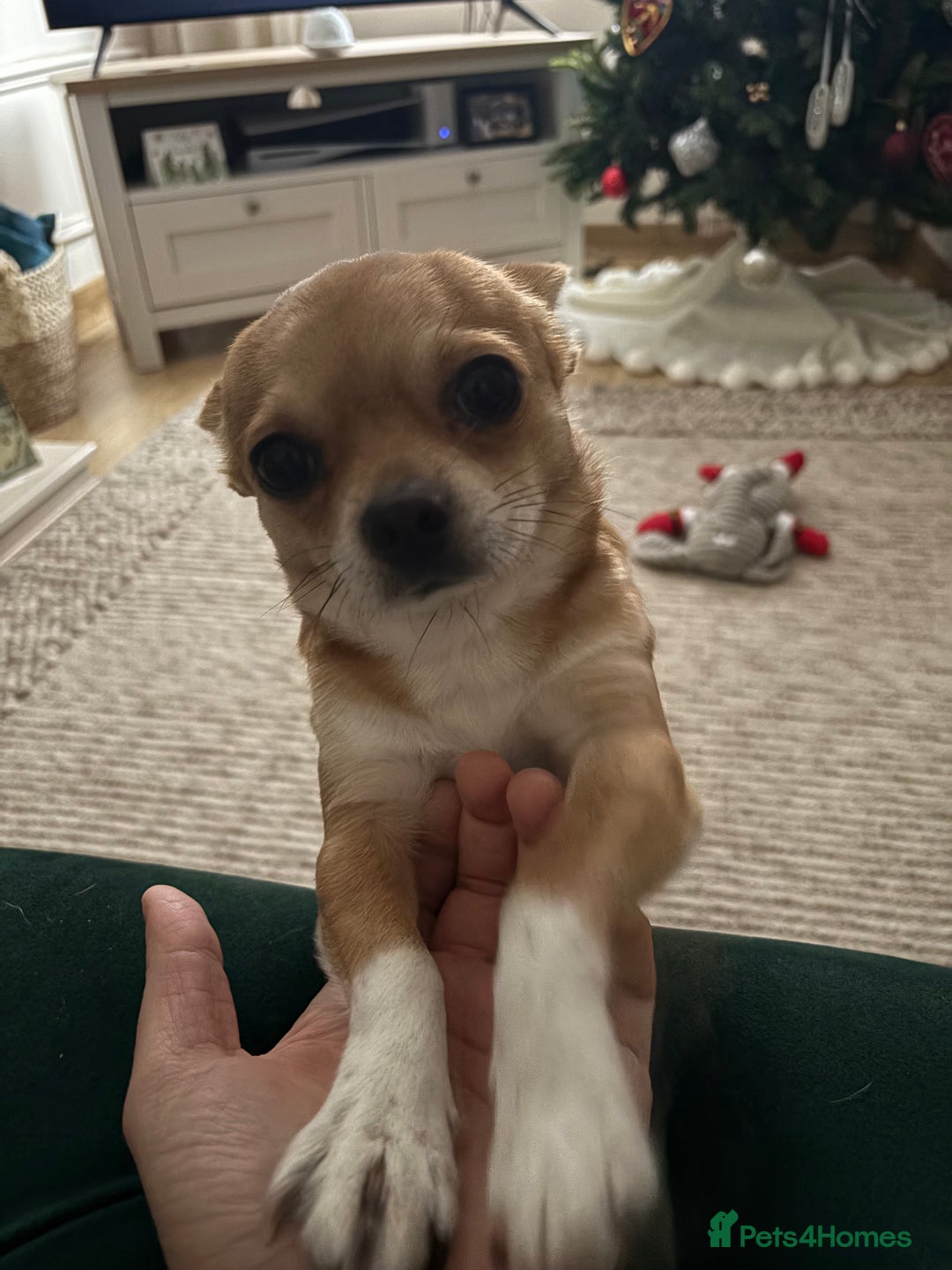 Mixed Breed dogs for sale: Cavachon x Chihuahua / healthy pups - Advert 12