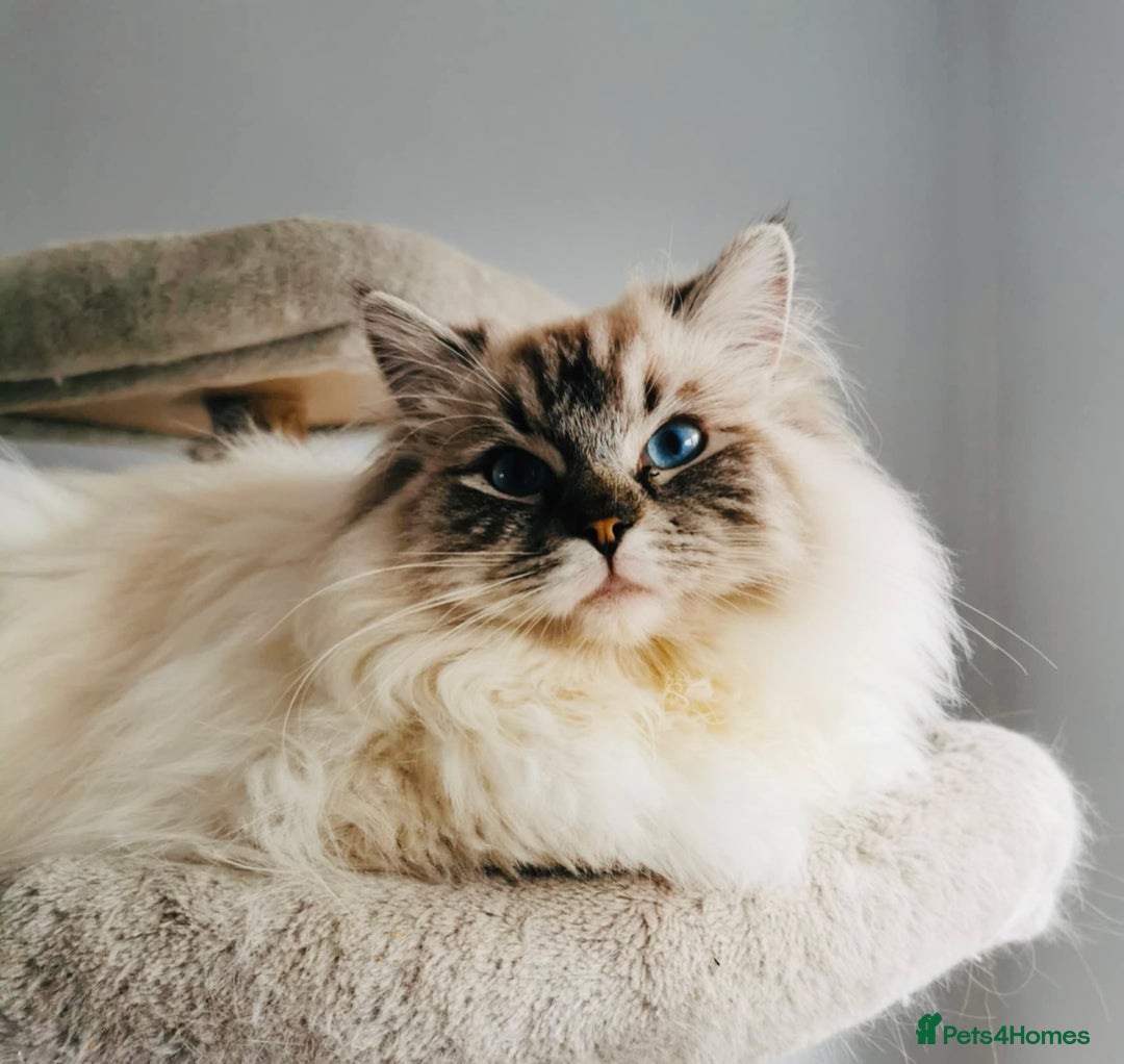Ragdoll cats for sale: Breeding/show quality Seal Lynx mitted Ragdoll boy - Image 2