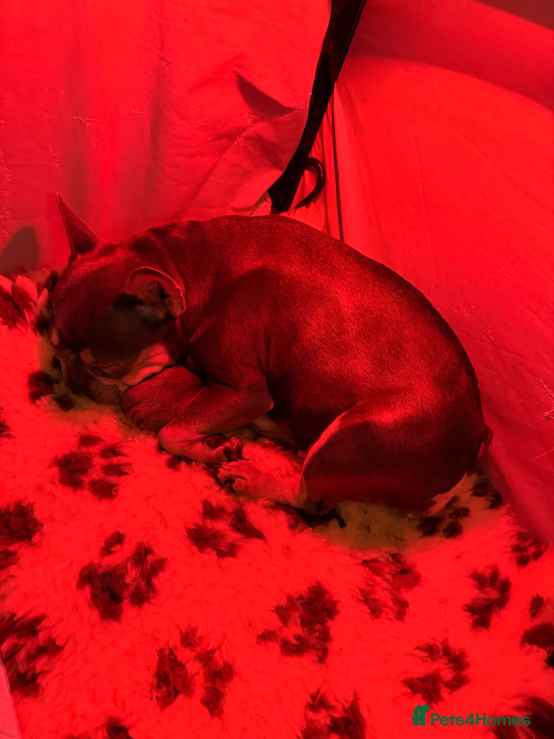 French Bulldog dogs for sale: 6 week French bulldog puppy  in Northampton - Advert 2