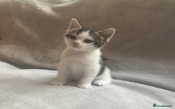 Mixed Breed cats for sale: Bring Home a Bundle of Joy Kittens Ready Oct. 2nd! - Image 15
