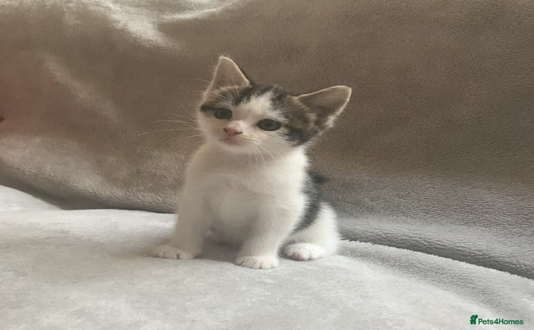 Mixed Breed cats - Advert 3