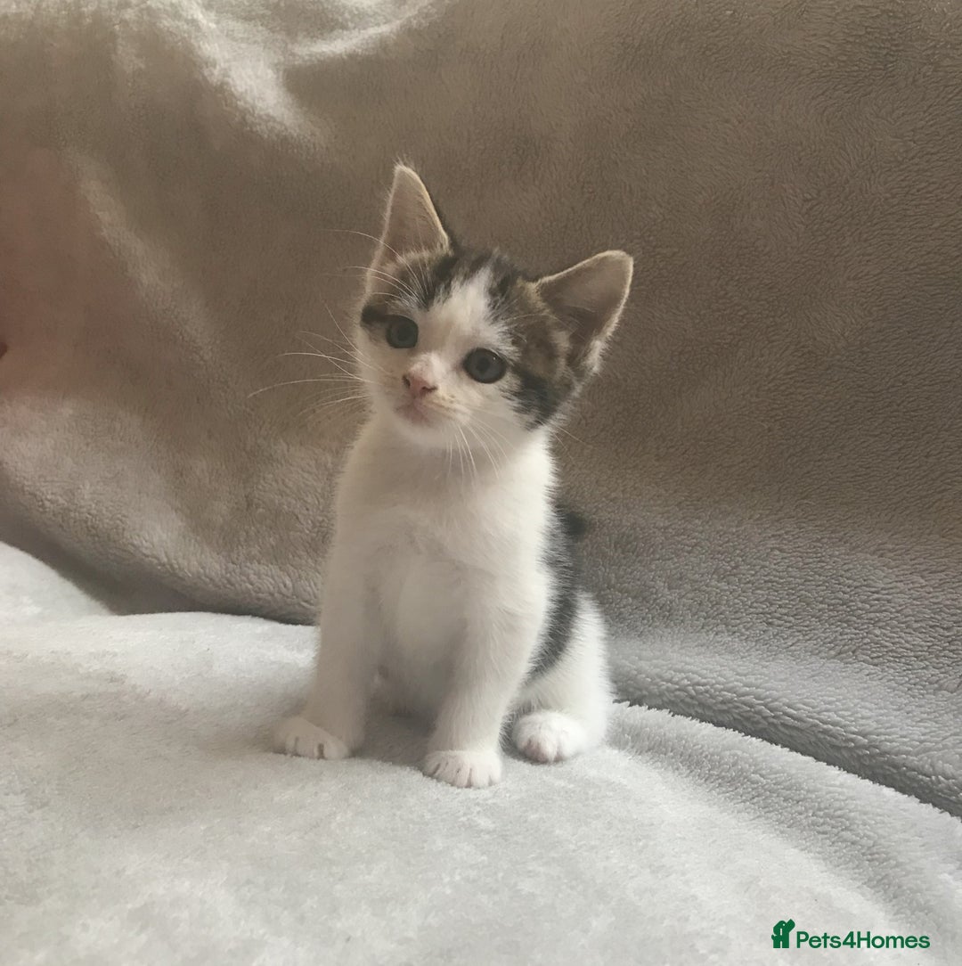 Mixed Breed cats for sale: Bring Home a Bundle of Joy Kittens Ready Oct. 2nd! - Image 15