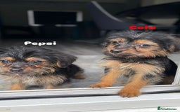Mixed Breed dogs for adoption: Cola & Pepsi are looking for their forever home! - Image 4