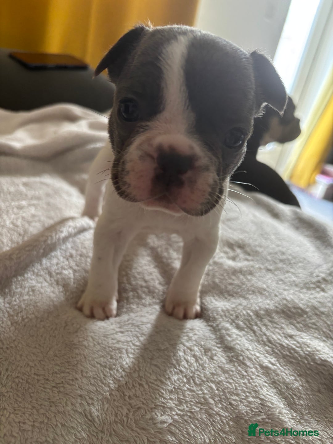 French Bulldog dogs for sale: Adorable French bulldog puppies for sale - Image 29