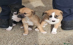Mixed Breed dogs for sale: Lurcher puppies for sale - Image 4