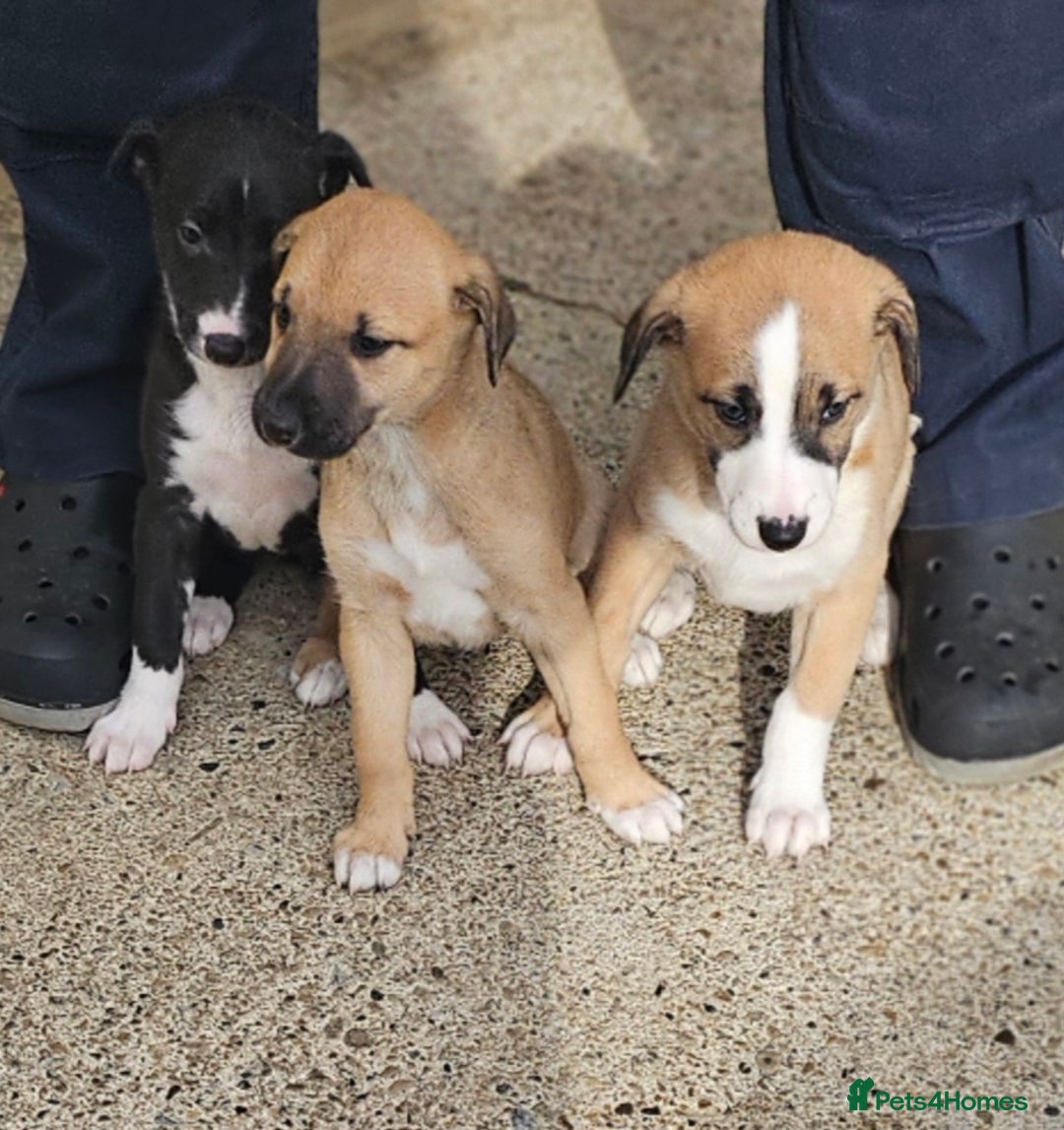 Mixed Breed dogs for sale: Lurcher puppies for sale - Image 4