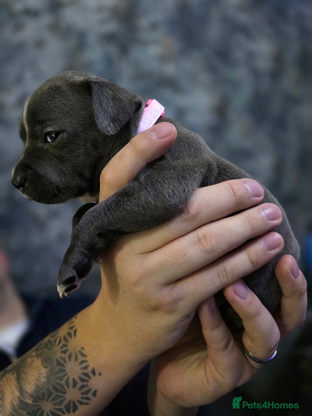 Staffordshire Bull Terrier dogs for sale: Beautiful Staffordshire Bull Terrier Puppies - Advert 20