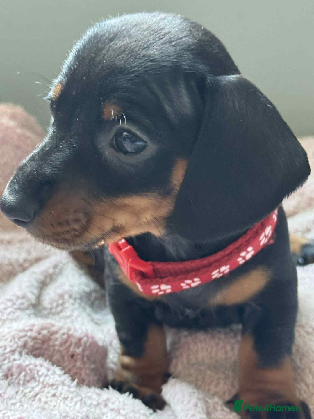 Miniature Dachshund dogs for sale: My family dogs have had a litter of 5  - Advert 18
