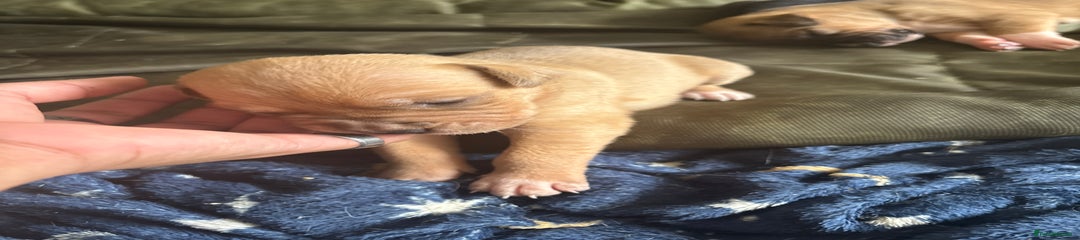 Female Puppy 1
