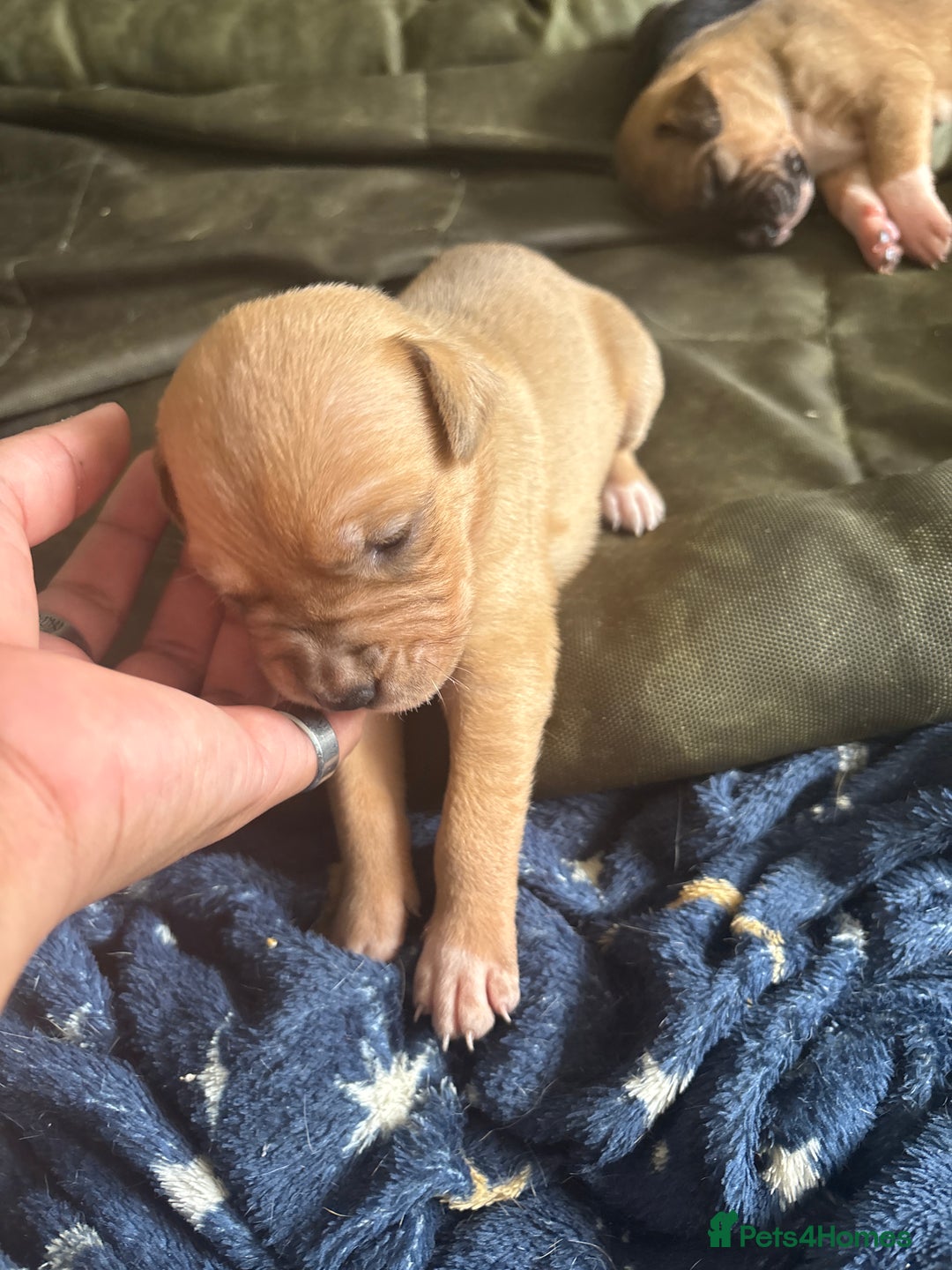 Mixed Breed dogs for sale: Puppies for Sale  - Image 9
