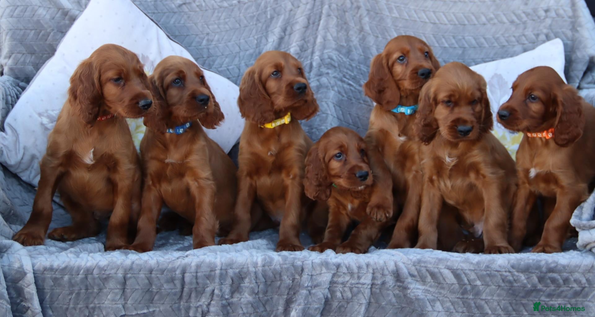 Irish Setter dogs 3 handsome boys ready for their new families  - Advert 1