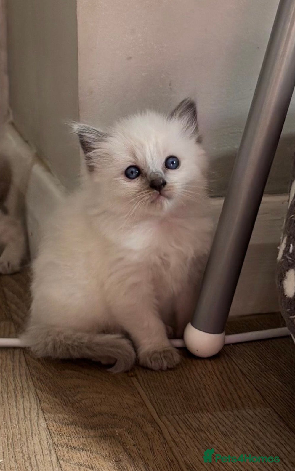 Ragdoll cats Blue point ragdoll kittens 1 x girl & 2 boys  - Advert 2