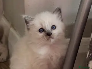 Ragdoll cats Blue point ragdoll kittens 1 x girl & 2 boys - Advert 2