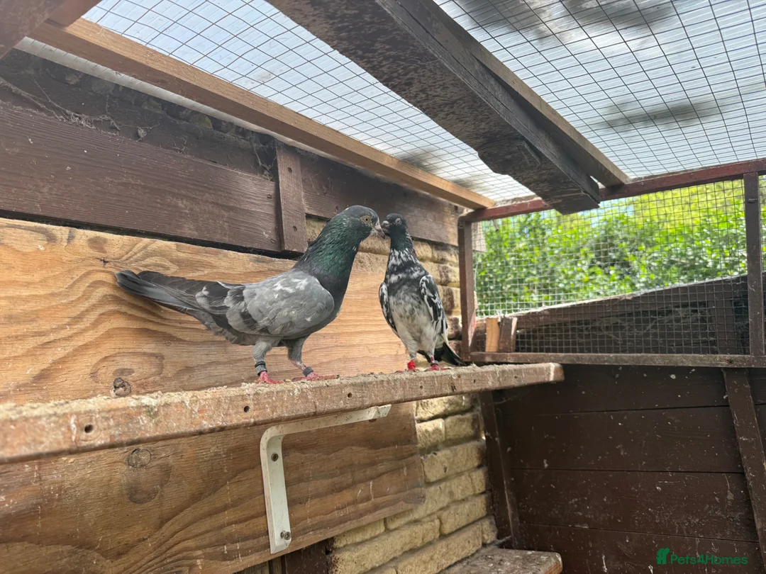 Pigeons birds for sale: Pakistani pigeons for sale  - Advert 7