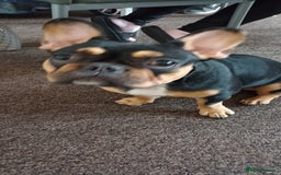 French Bulldog dogs for sale: French bulldog - Image 2