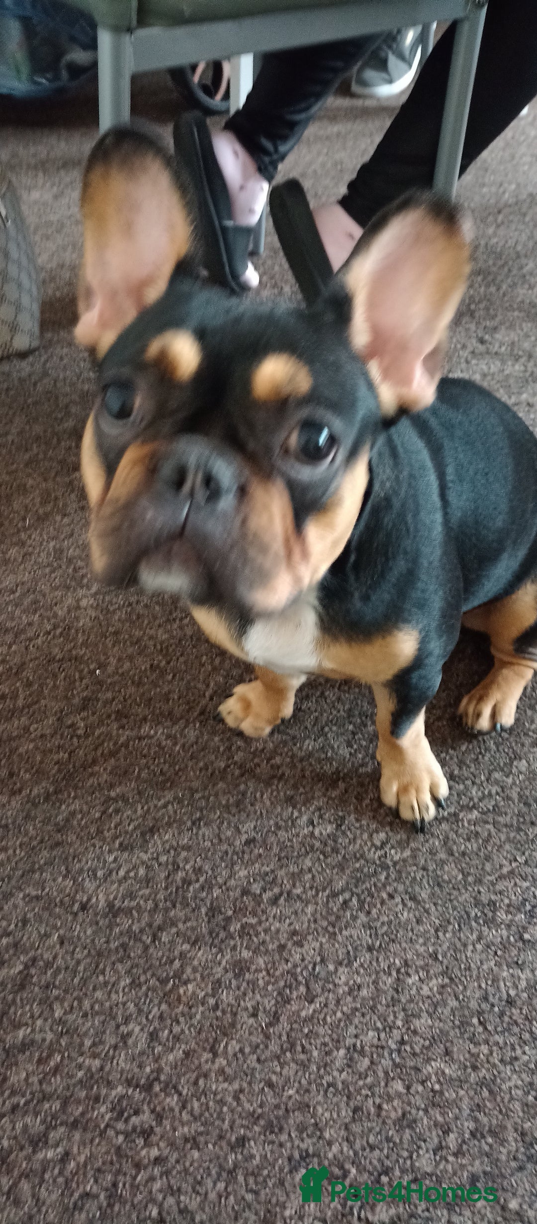 French Bulldog dogs for sale: French bulldog - Image 2