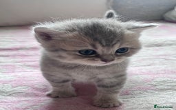 British Shorthair cats for sale: Scottish Straight/British Shorthair - Image 11