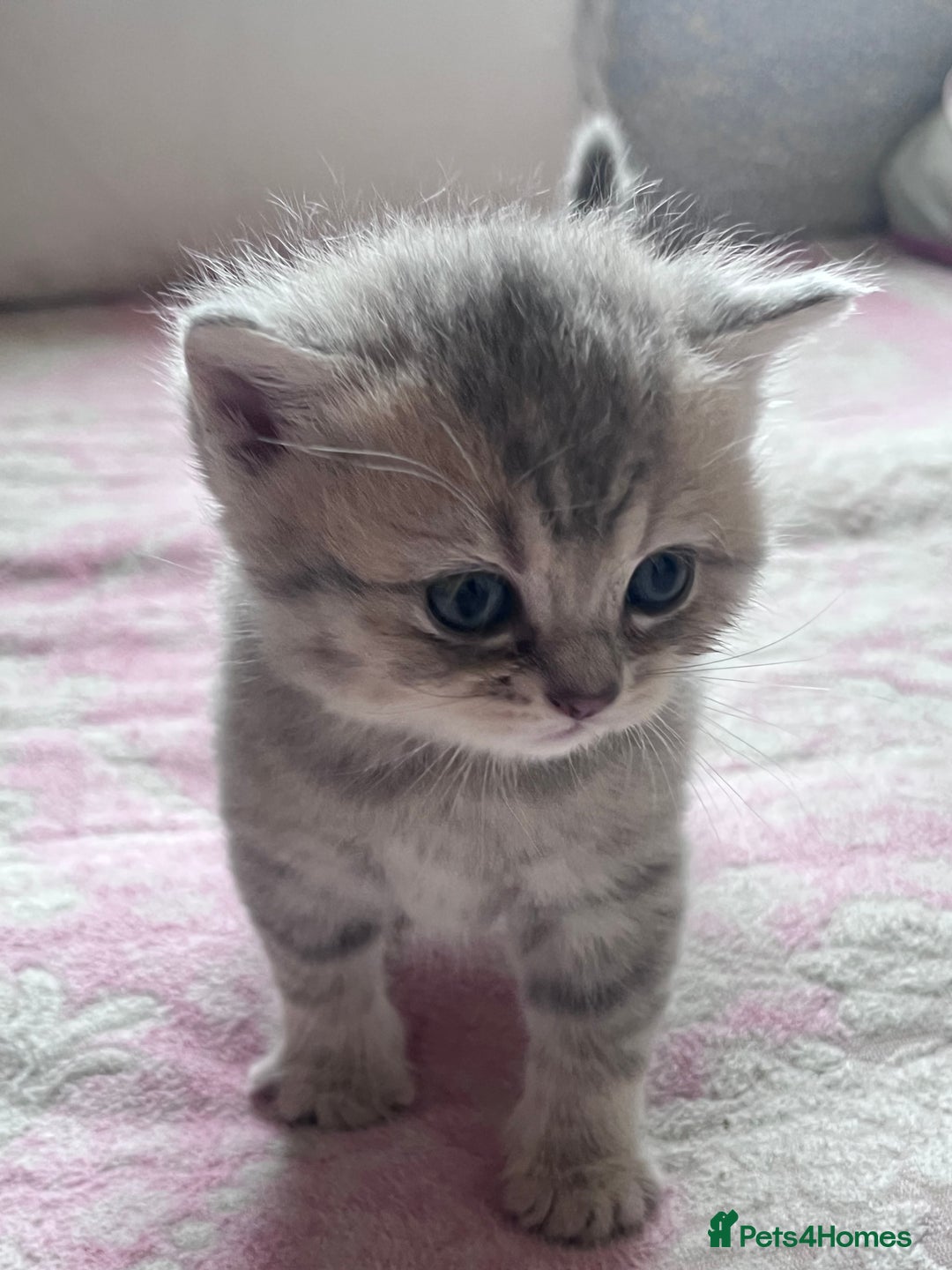 British Shorthair cats for sale: Scottish Straight/British Shorthair - Image 11