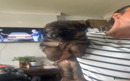German Shepherd dogs for sale: Beautiful GSD pups - Image 3