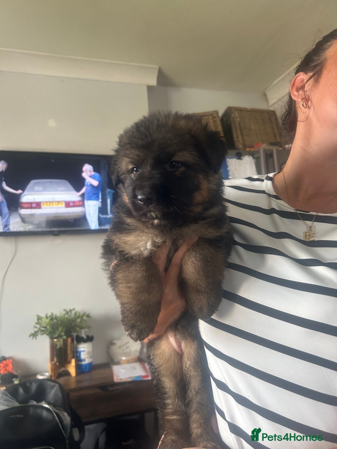 German Shepherd dogs for sale: Beautiful GSD pups - Image 3