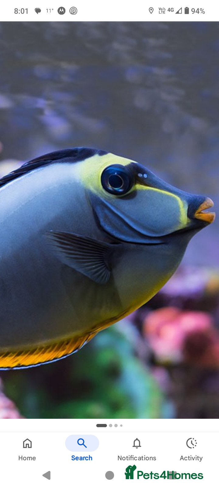 Other/Mixed Breed fish Marine fish - Advert 4