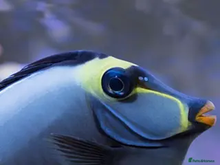 Other/Mixed Breed fish Marine fish - Advert 4