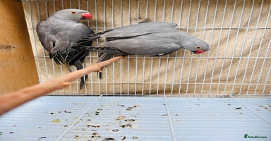 Ringnecks birds - Advert 5